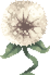 Dandelioli Tree.png