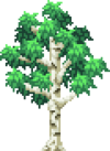 Birch Tree.png