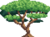 Oak Tree.png